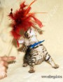 /album/alpha-leo/alpha-www-esbbengalcat-3-jpg/